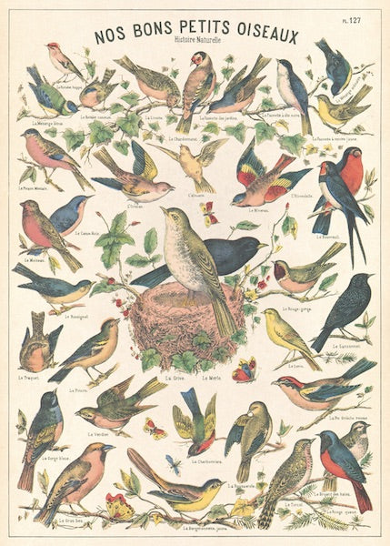 Bird Chart Poster
