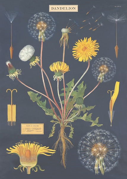 Dandelion Poster