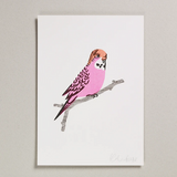 Pink Budgie Print