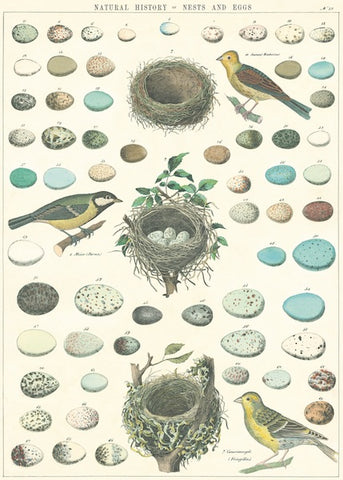 Nests + Eggs Poster