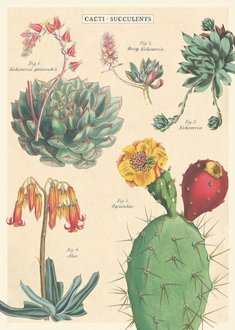 Cacti + Succulents - 2 Poster