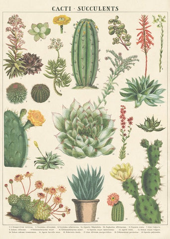 Cacti + Succulents - 1 Poster