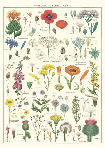 Wildflowers Poster